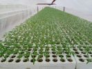 Agricultural hydroponic cuttings seedling cylindrical soilless substrate rock wool plug 27*20