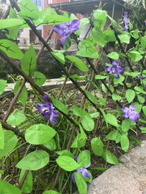Simulation fence leaves wooden fence Retractable fence fake plant fence Garden yard decoration fence (select: Garden patio decorative fence-70*22*2CM)